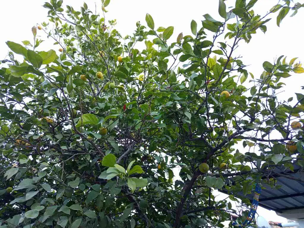 Property image 69
