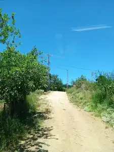 KANDIRA BOLLU'DA PLAJLARA YAKIN 2405 M2 YETİŞKİN FINDIK BAHÇESİ