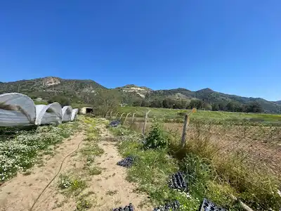 🏡 RE/MAX PIN’DEN AYDIN EFELER KIZILCAKÖY’DE 6.500 M² SATILIK TARLA 🌿