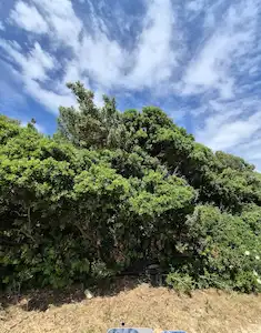 ÇEŞME ÇİFTLİK EMSALSİZ YATIRIM