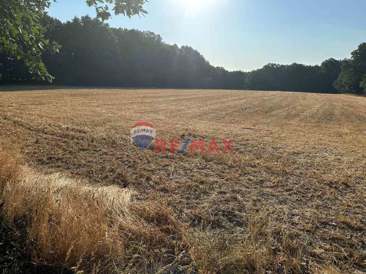 REMAX LAVANDA’DAN TEKİRDAĞ-SARAY’DA SATILIK TARLA