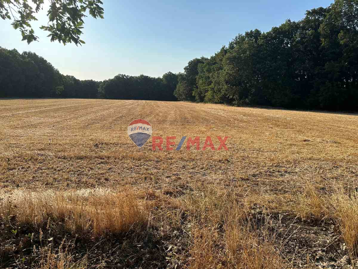 REMAX LAVANDA’DAN TEKİRDAĞ-SARAY’DA SATILIK TARLA