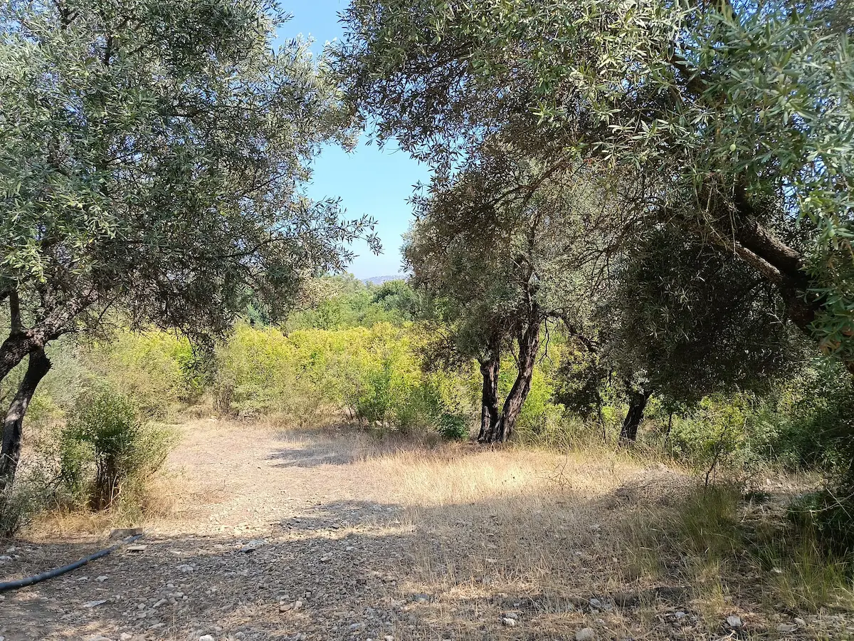 KONYAALTI GÖKÇAM'DA YERLEŞİM YERİNE YAKIN 1592M² SATILIK TARLA