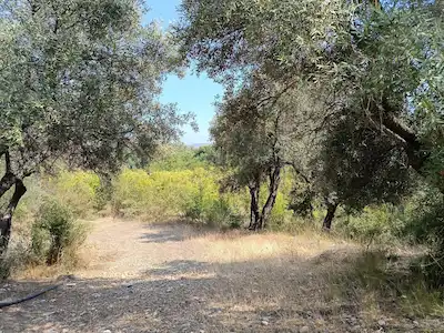 KONYAALTI GÖKÇAM'DA YERLEŞİM YERİNE YAKIN 1592M² SATILIK TARLA