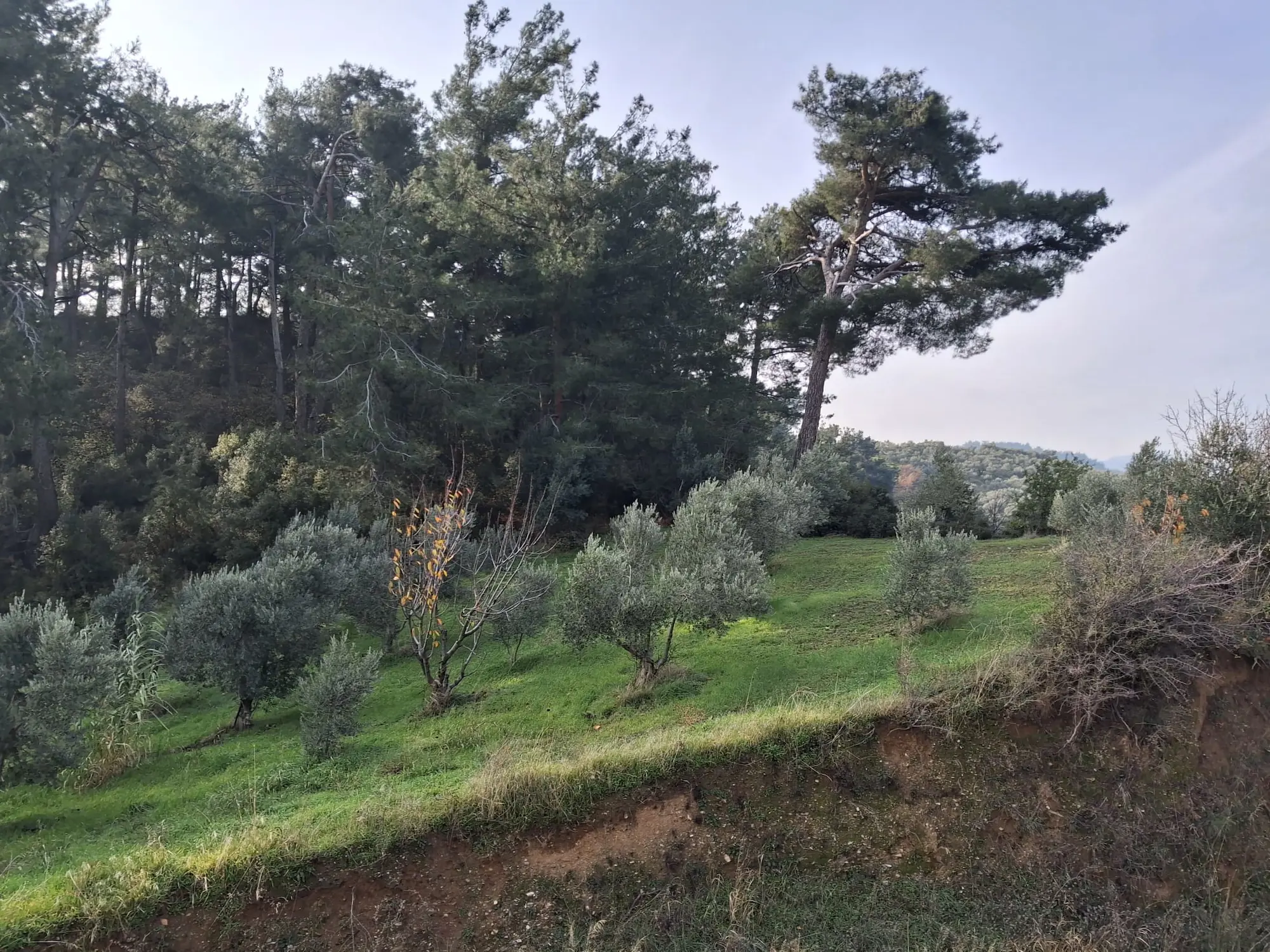 Property image 23