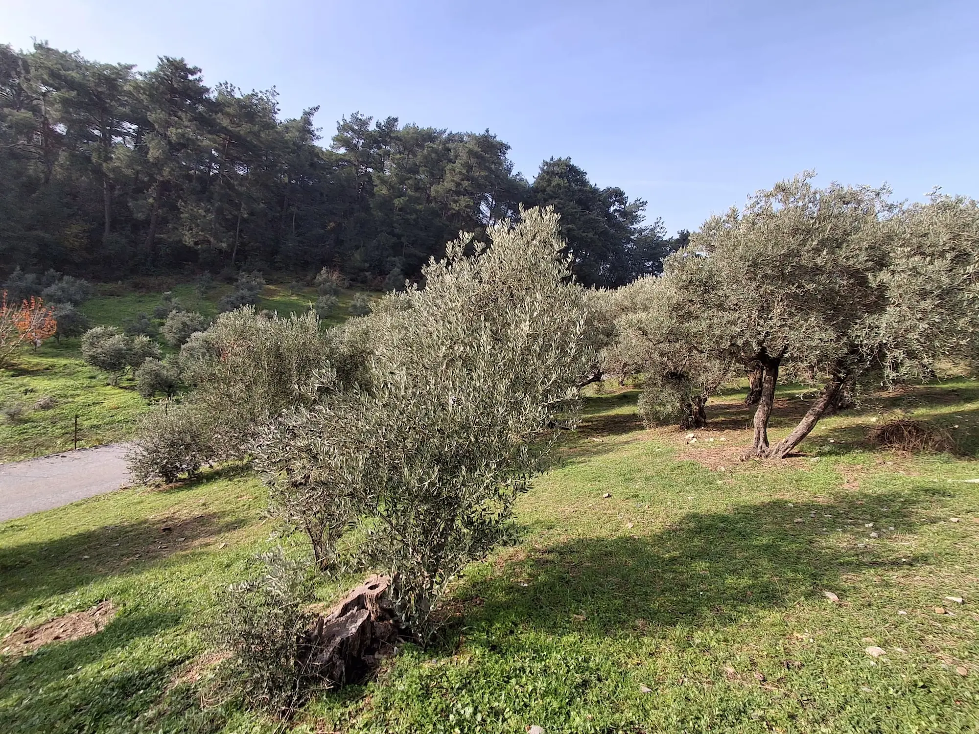 Property image 11