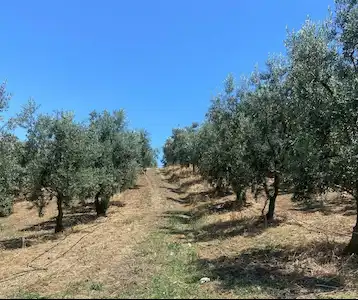 REMAX BEYAZ IZNIK AYDINLAR FULL GÖL MANZARALI ZEYTINLIK