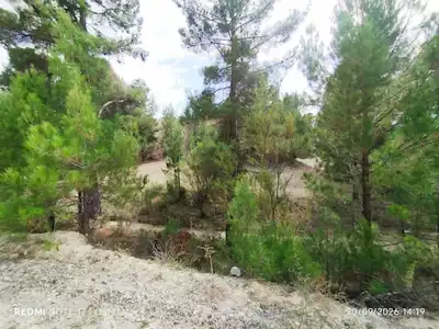 REMAX MAVIDEN ÇAMELI NDE YAYLADA DERE KENARI ÇAMLARIN ARASINDA KAFA DINLEMELIK