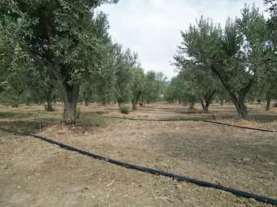 YUKARIKIRIKLARDA 1.350 ADET ZEYTİN AĞAÇLI TARIM ARAZİSİ