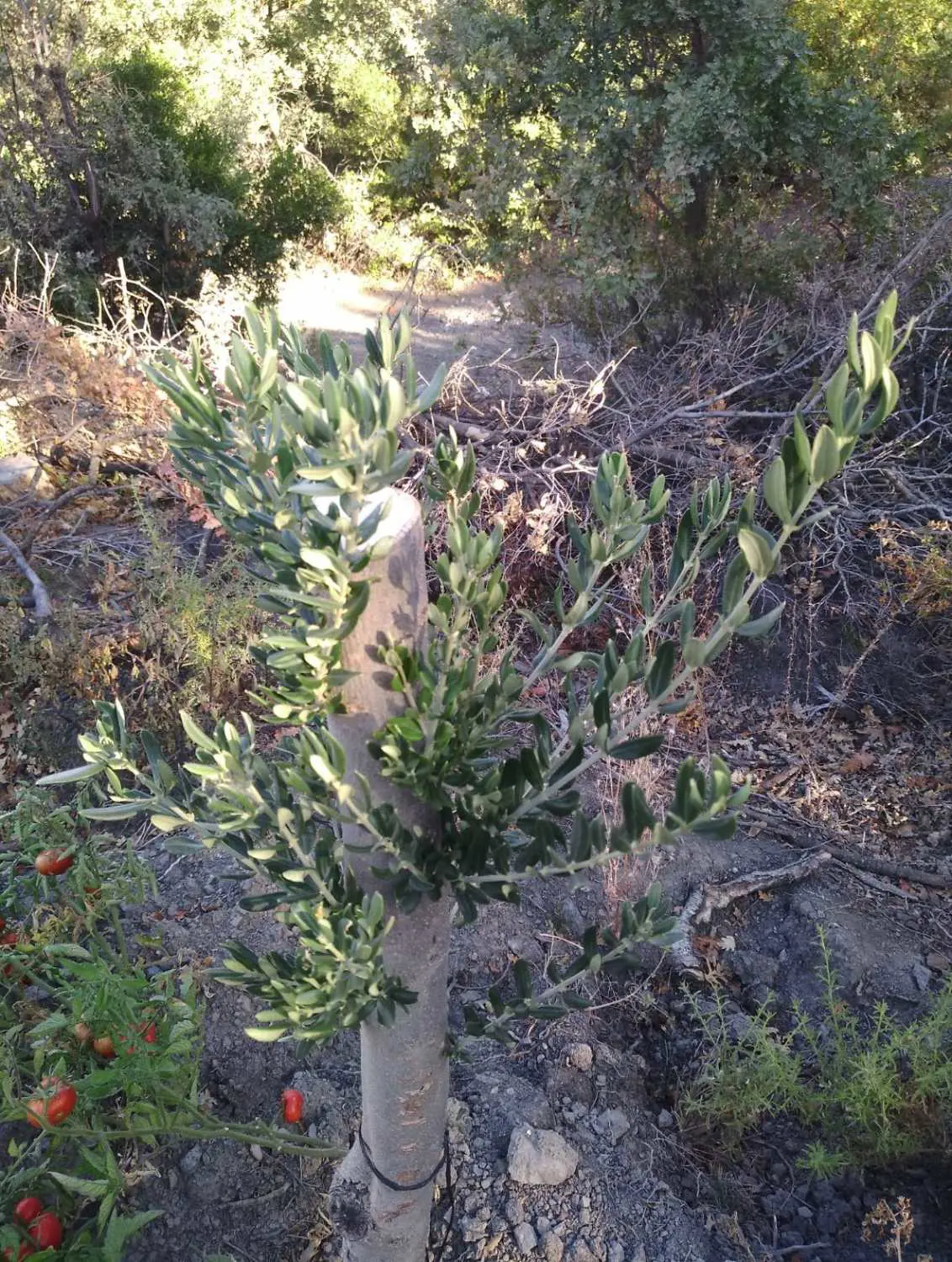 Property image 17