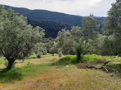 REMAX MİD'DEN BURHANİYE KIRTIK MAH. MUHTEŞEM MANZARASIYLA SATILIK FIRSAT ZEYTİNLİK