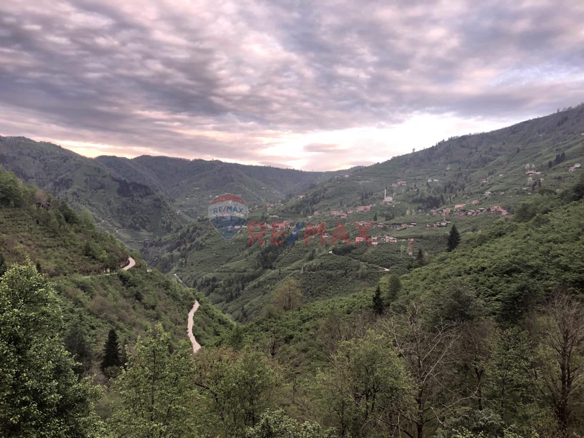 DOĞA MANZARALI FINDIK BAHÇESI