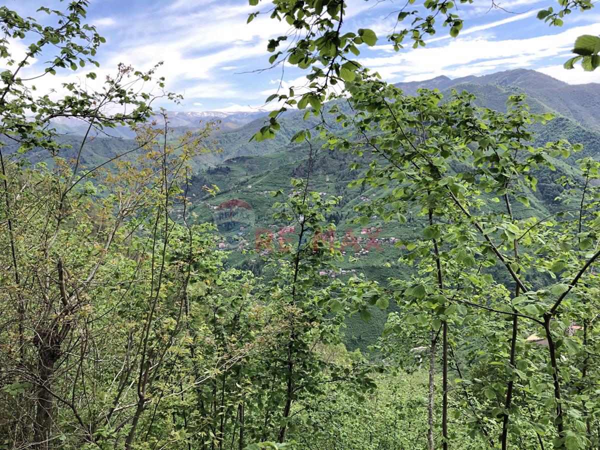 DOĞA MANZARALI FINDIK BAHÇESI