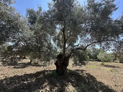 AYDIN GERMENCİKTE 66.000 M2 SATILIK İNCİR BAHÇESİ