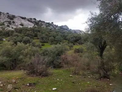 AHIRTAŞTA 3.437 M² MÜSTAKİL PARSEL, YOLA YAKIN ZEYTİNLİ TARLA