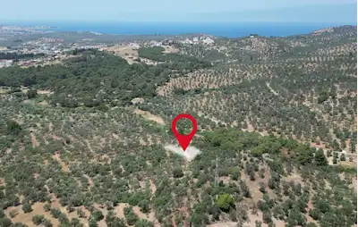 GÖMEÇ KARAAĞAÇTA SATILIK 1450 M2 ZEYTİNLİK