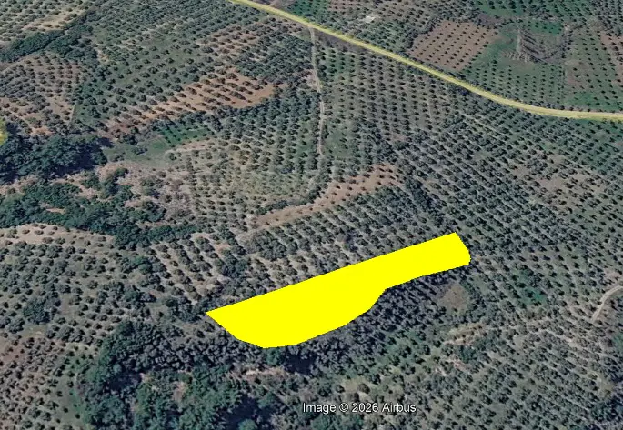 MUĞLA MENTEŞE ŞEHIR MERKEZINE YAKIN 4383 M2 SATILIK BAKIMLI ZEYTINLIK
