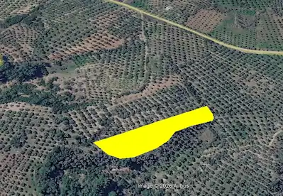 MUĞLA MENTEŞE ŞEHIR MERKEZINE YAKIN 4383 M2 SATILIK BAKIMLI ZEYTINLIK