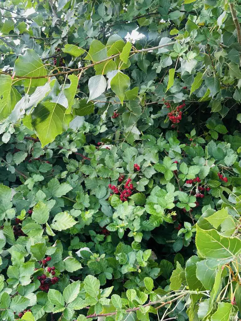 Property image 17