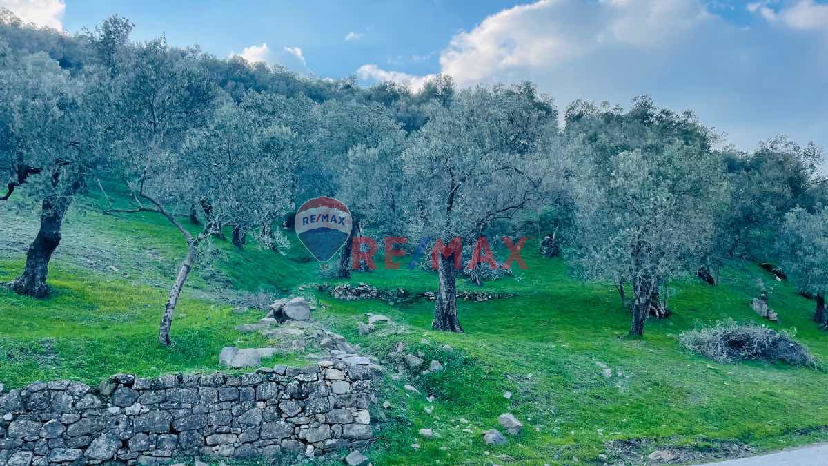 RE/MAX MID ADATEPEDE  FIRSAT FIYATIYLA 19 DÖNÜM SATILIK ZEYTINLIK