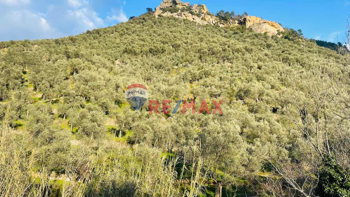 RE/MAX MID ADATEPEDE  FIRSAT FIYATIYLA 19 DÖNÜM SATILIK ZEYTINLIK