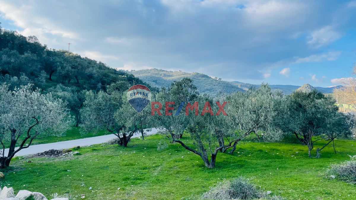 RE/MAX MID ADATEPEDE  FIRSAT FIYATIYLA 19 DÖNÜM SATILIK ZEYTINLIK