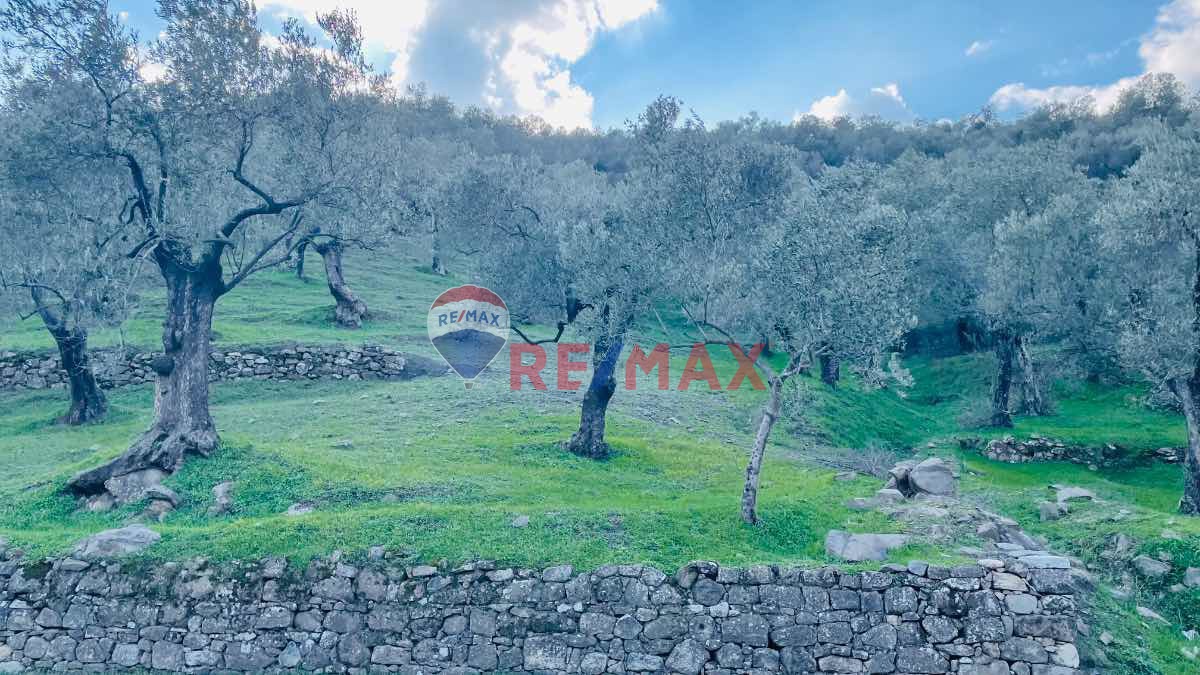 RE/MAX MID ADATEPEDE  FIRSAT FIYATIYLA 19 DÖNÜM SATILIK ZEYTINLIK