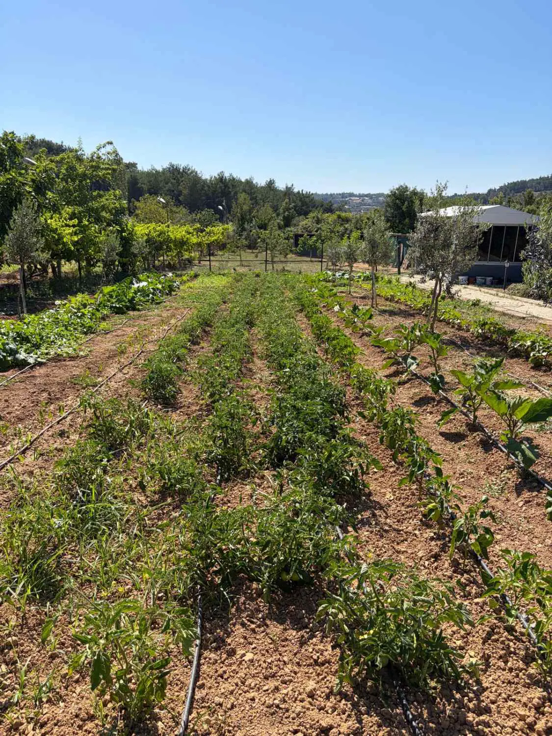Property image 41