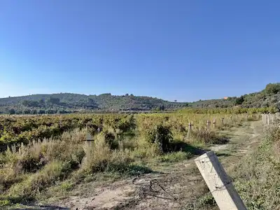 Kuşadası Değirmendere de Satılık 12400 m2 Zeytin, Bağ ve Ceviz Bahçesi