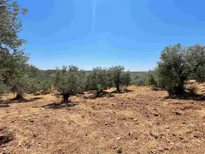 AYVALIK FETHIYE MAHALLESINDE SATILIK 9885 M2 ZEYTINLIK