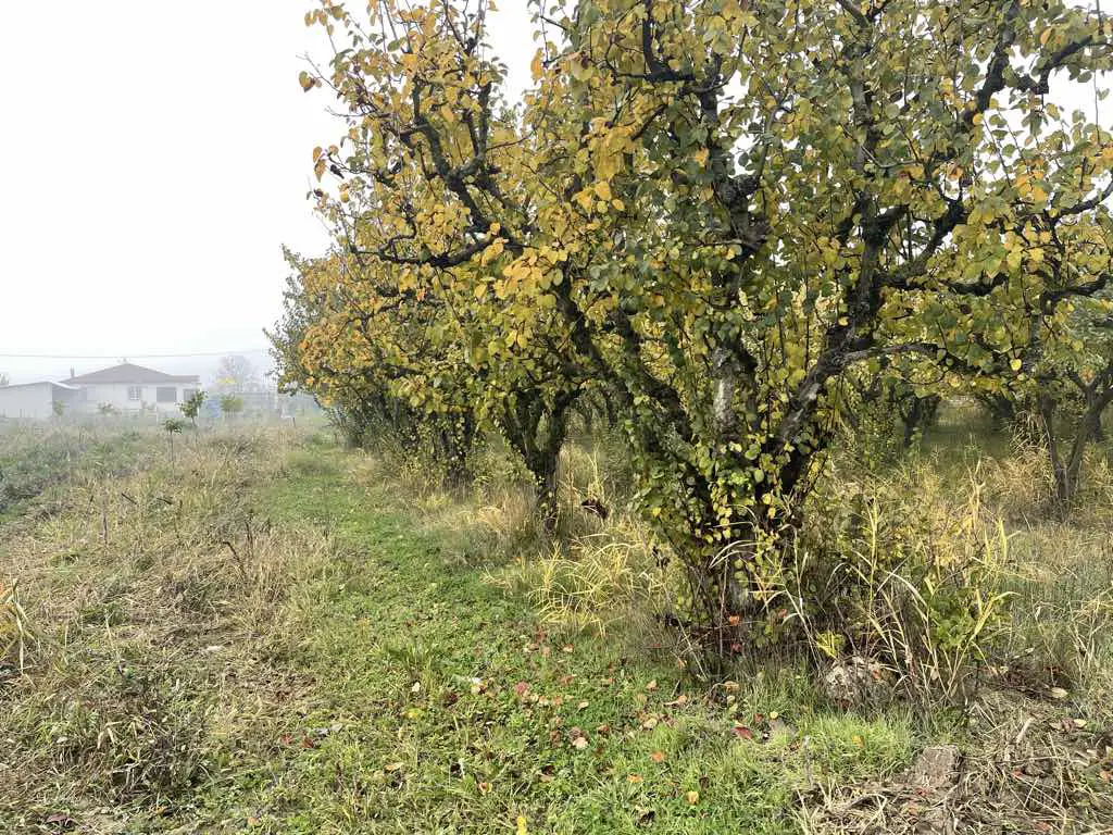 KANDIRA’DA HİSSELİ TAPULU ZEYTİNLİK | PARSEL 9