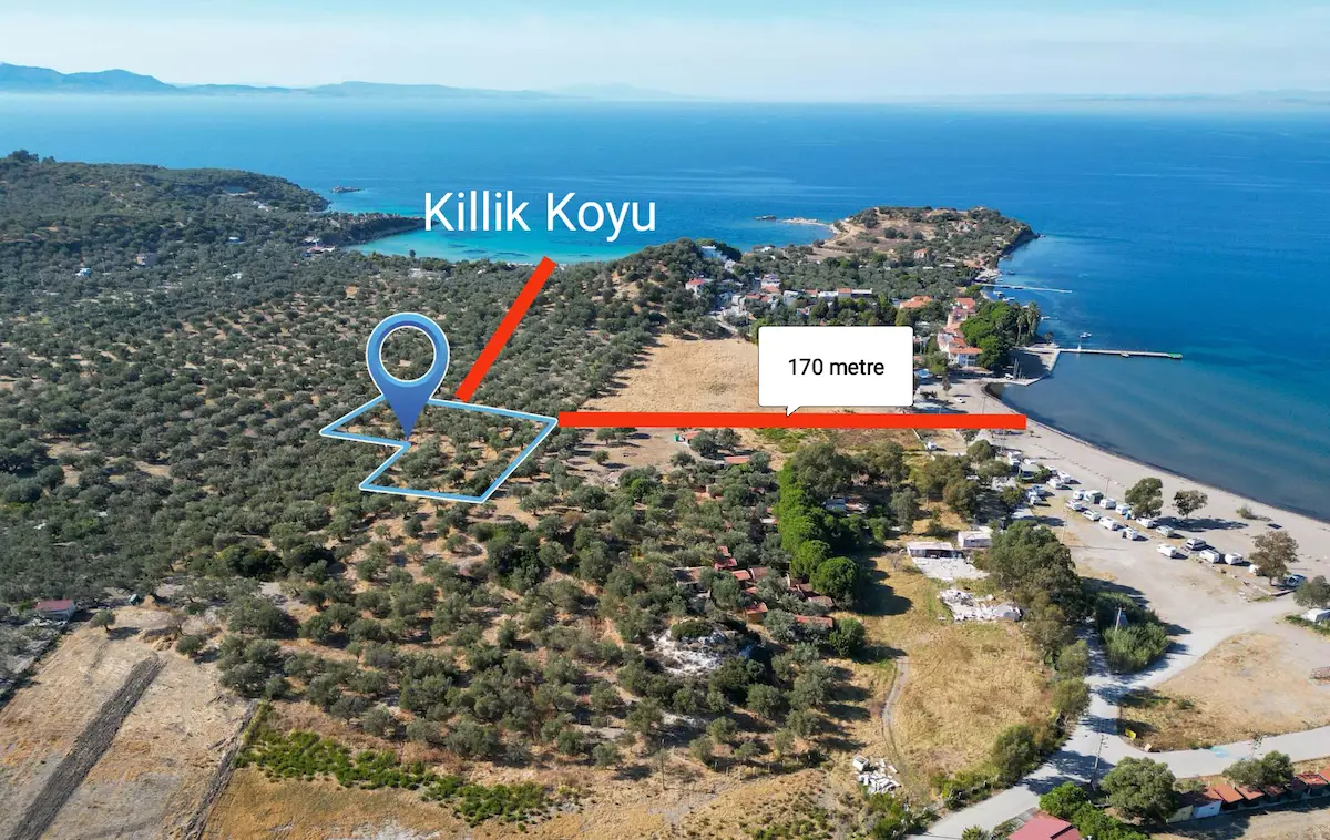 BADEMLİDE DENİZE 170 METRE MESAFEDE ZEYTİNLİ TARLA