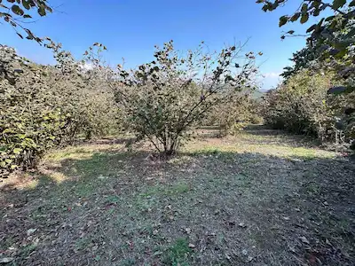 REMAX DIA DÜZCE MERKEZ ERDEMLİ KÖYÜ 5806 M2 SATILIK FINDIKLIK