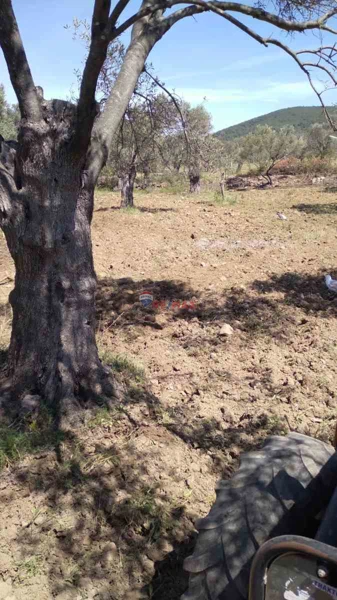 CUNDA ADASINDA MÜSTAKİL PARSEL SATILIK ZEYTİNLİK