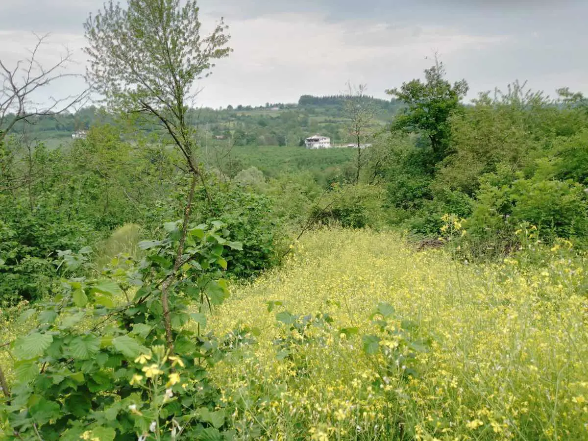 SAKARYA HENDEK'TE SATILIK TARLA