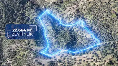 NARLI KÖYÜ’NDE DENİZ MANZARALI 22.664M2 ZEYTİNLİK 