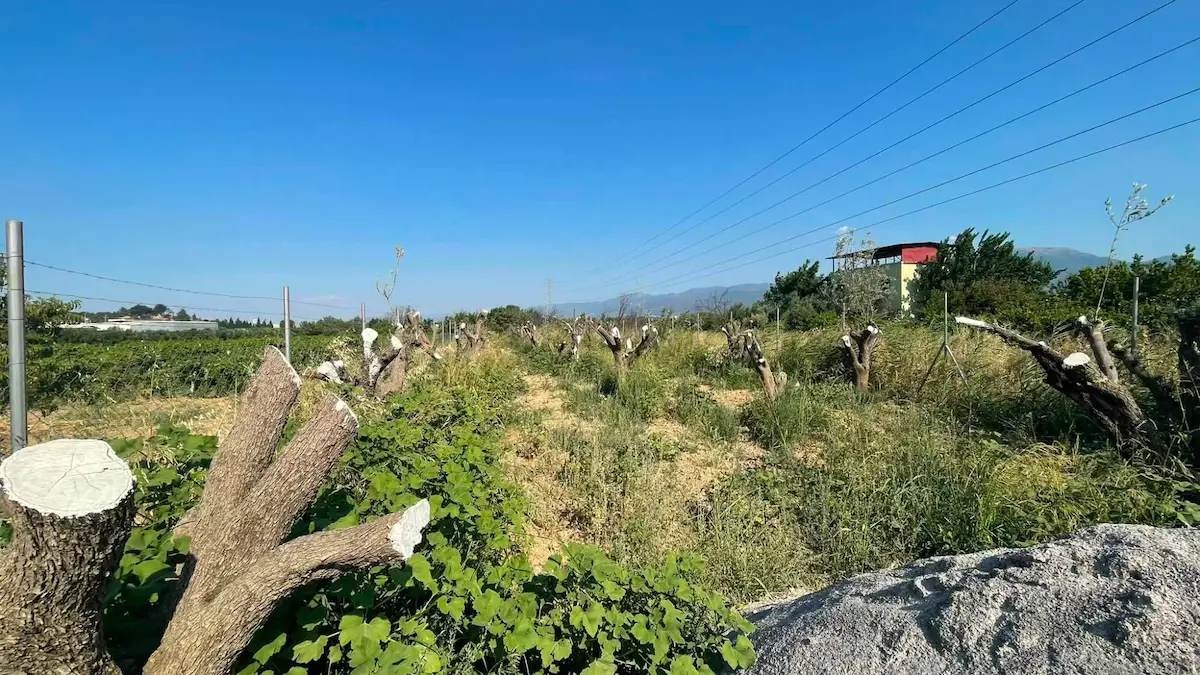 KEMALPAŞA ÇAMBEL’DE ARSA TAPULU BAĞ & BAHÇE | KREDİYE UYGUN, TAKASA AÇIK