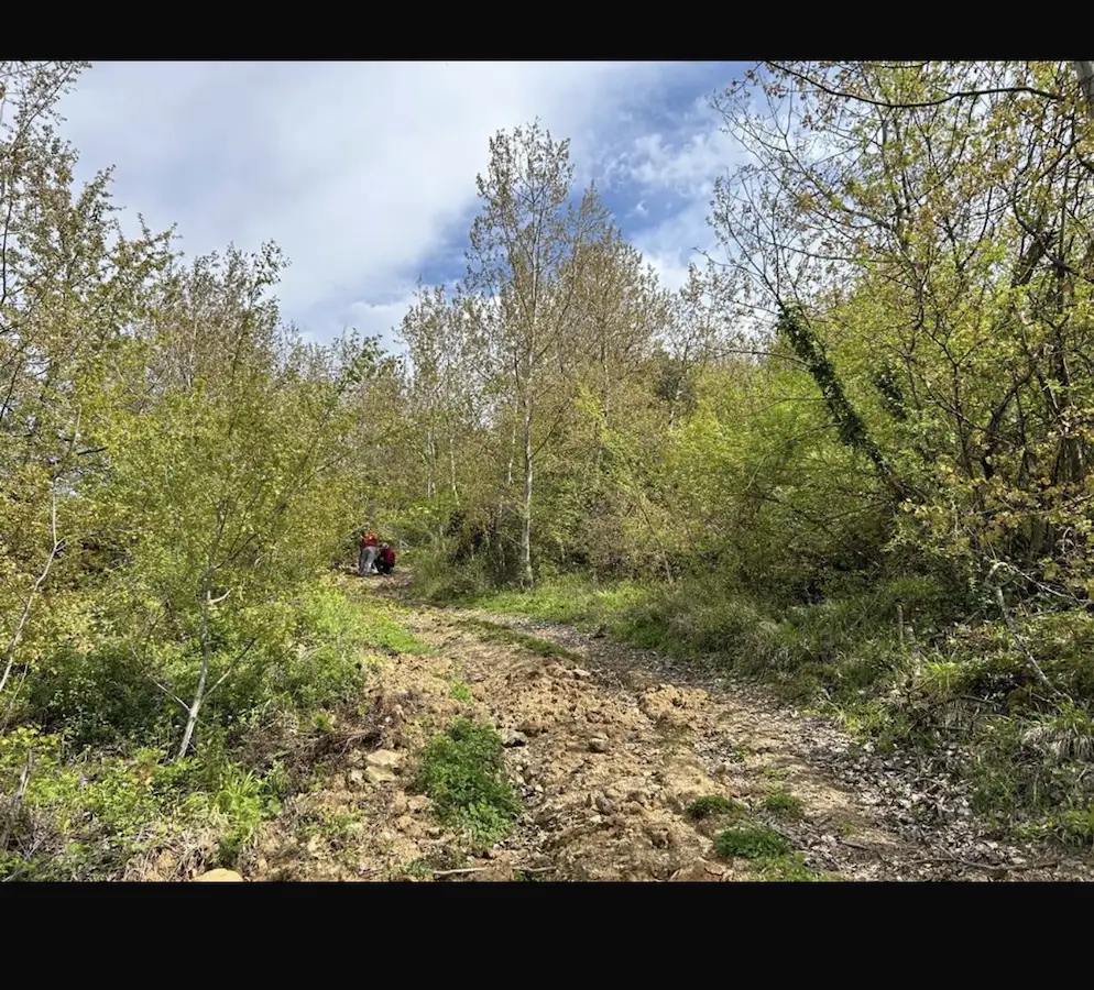 BURSA ORHANGAZİDE 6900 M2 SATILIK ZEYTİNLİK