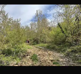 BURSA ORHANGAZİDE 6900 M2 SATILIK ZEYTİNLİK