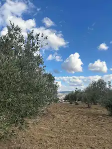 REMAX MIDDEN BIGADIÇ BADEMLIDE SATILIK TARLA