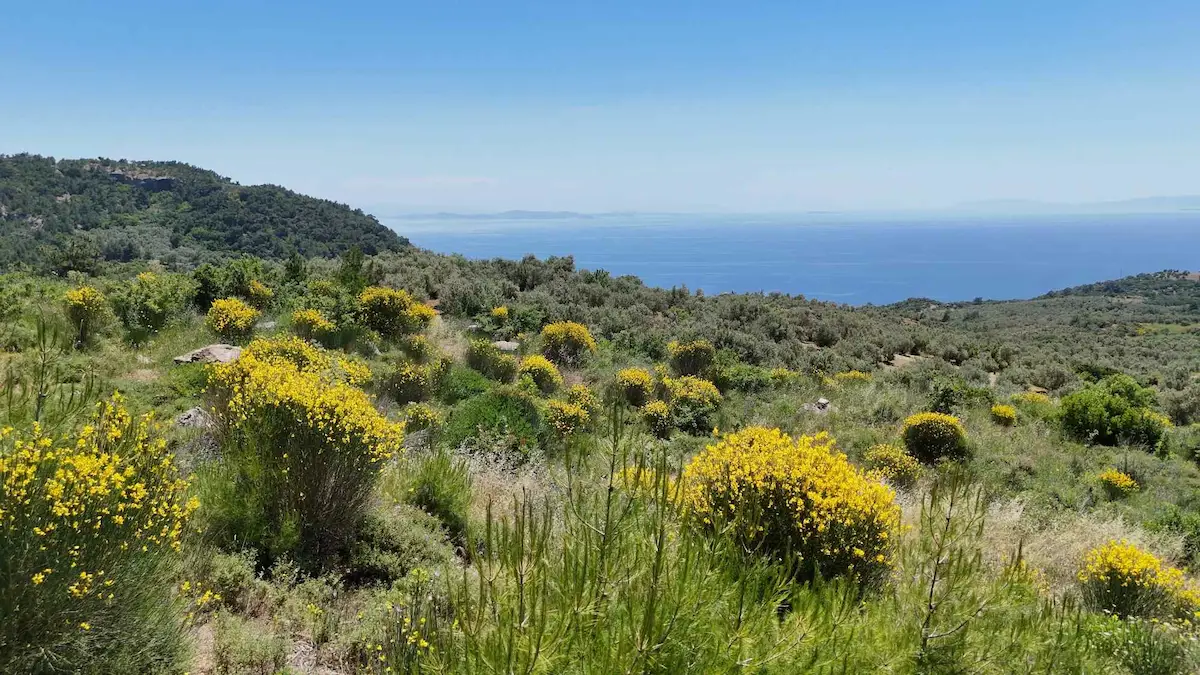 ASSOS SAZLI KÖYÜ’NDE KESINTISIZ PANORAMIK DENIZ MANZARALI YATIRIMLIK & YAŞAM ALANI