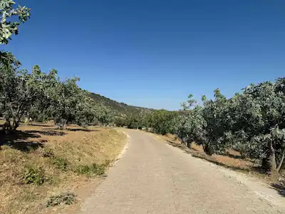 🌿 GERMENCİK SELATİN'DE DOĞAYLA İÇ İÇE: 170-190 VERİMLİ İNCİR AĞACI