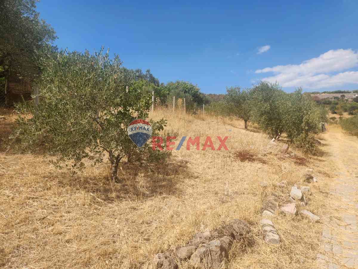 MANISA YUNUSEMRE ÇAMLICA ZEYTINLIK MUSTAKIL PARSEL