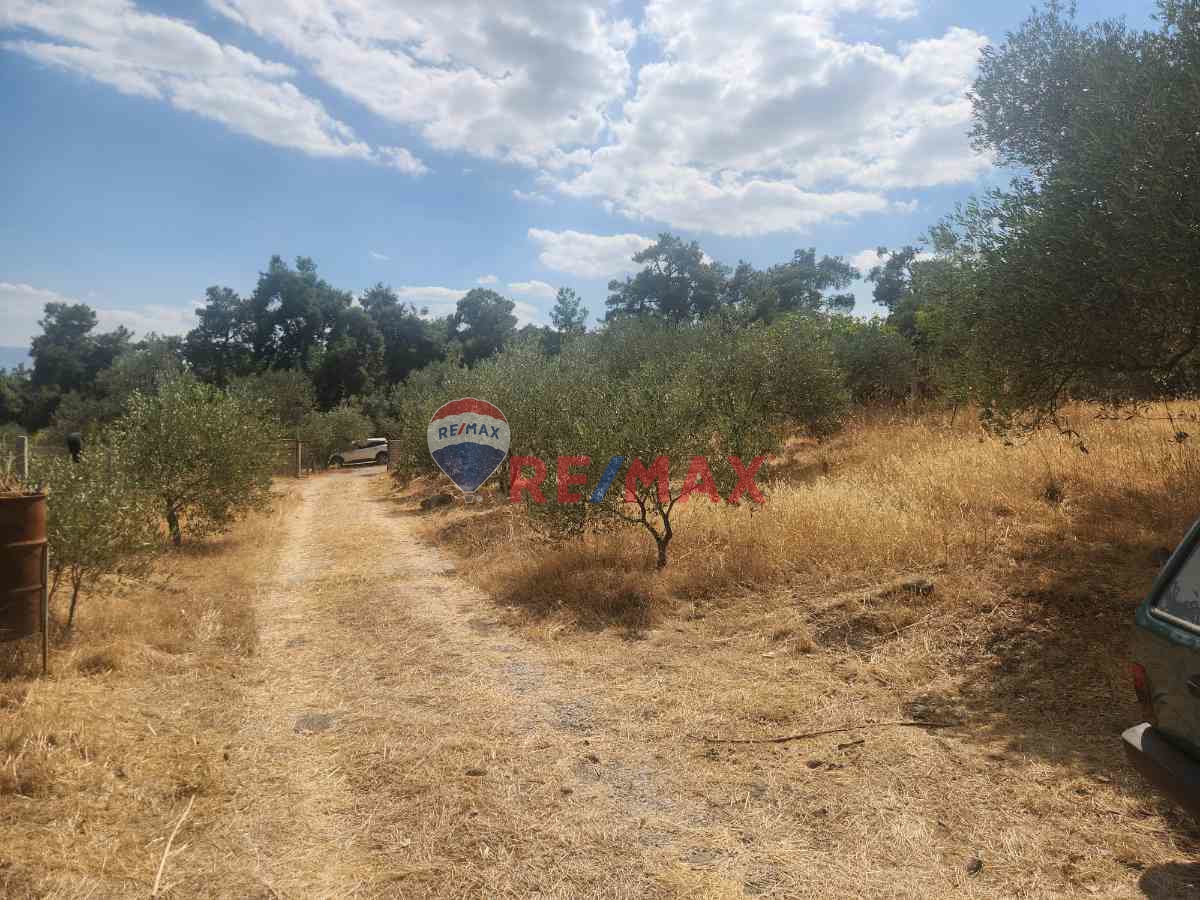 MANISA YUNUSEMRE ÇAMLICA ZEYTINLIK MUSTAKIL PARSEL