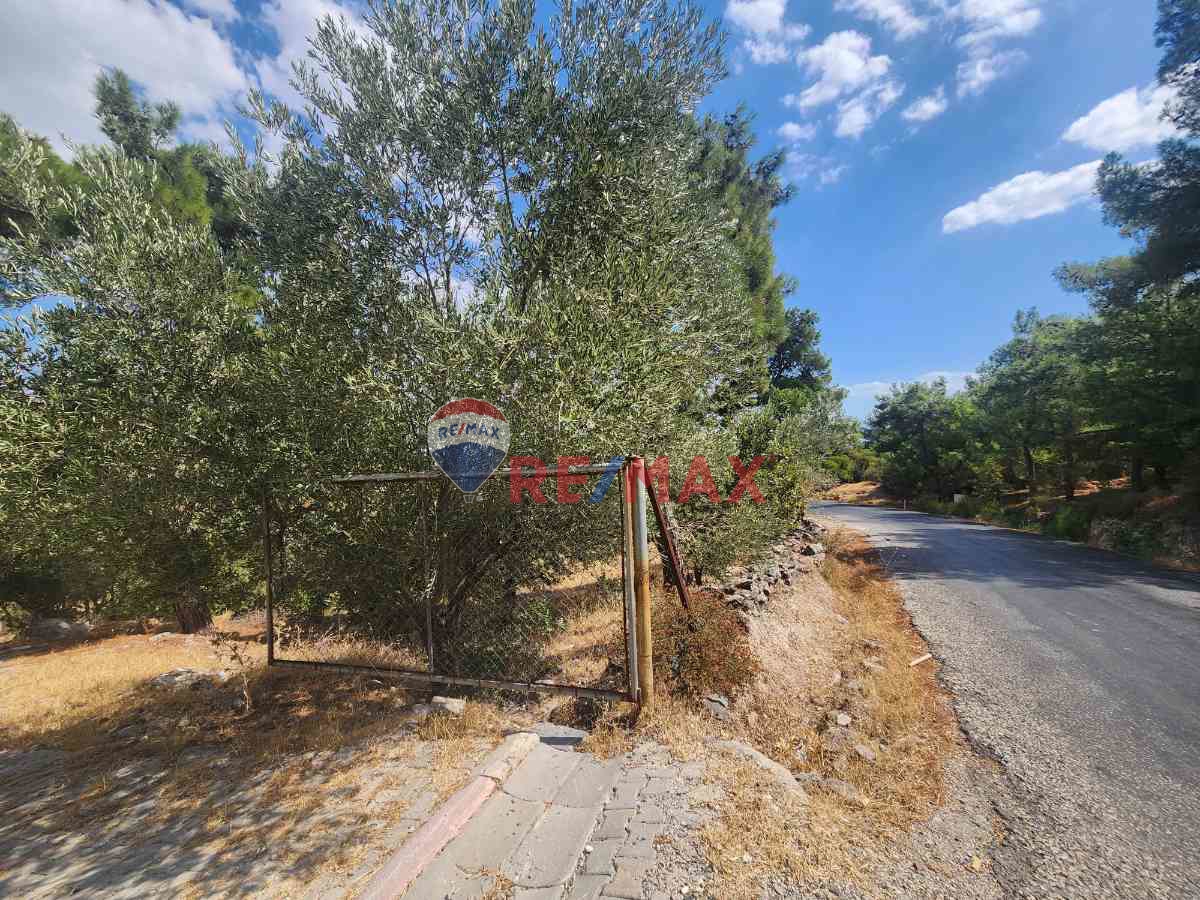 MANISA YUNUSEMRE ÇAMLICA ZEYTINLIK MUSTAKIL PARSEL