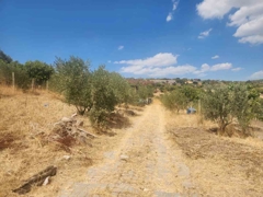 MANISA YUNUSEMRE ÇAMLICA ZEYTINLIK MUSTAKIL PARSEL