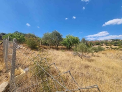 MANISA YUNUSEMRE ÇAMLICA ZEYTINLIK MUSTAKIL PARSEL