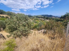 MANISA YUNUSEMRE ÇAMLICA ZEYTINLIK MUSTAKIL PARSEL