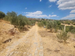 MANISA YUNUSEMRE ÇAMLICA ZEYTINLIK MUSTAKIL PARSEL