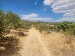 MANISA YUNUSEMRE ÇAMLICA ZEYTINLIK MUSTAKIL PARSEL